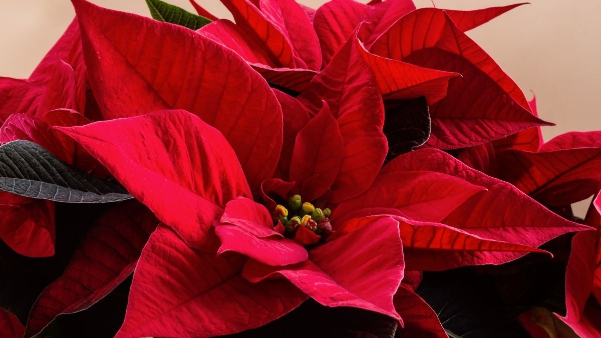 Cómo cuidar una Nochebuena todo el año? Consejos y tips para conservar esta  flor después de Navidad | Unión CDMX