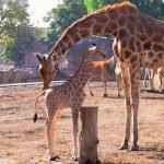 Nace jirafa en zoológico de San Juan de Aragón