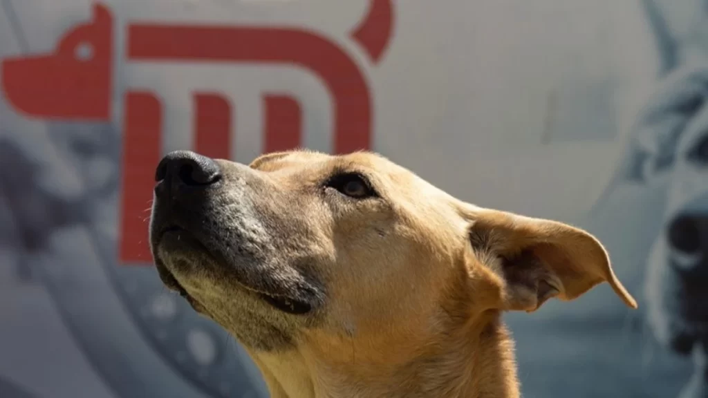 El Metro de la CDMX te invita a festejar el Día Mundial del Perro