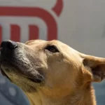 El Metro de la CDMX te invita a festejar el Día Mundial del Perro