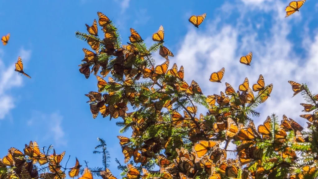 Mariposa Monarca es declarada especie en peligro de extinción