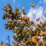 Mariposa Monarca es declarada especie en peligro de extinción