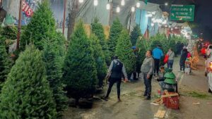 Árboles de Navidad naturales en Mercado de Jamaica