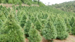 Por qué debes comprar árboles de navidad certificados