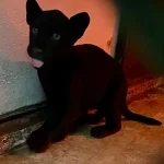Zoológico de Chapultepec presentó a la nueva cria de jaguar