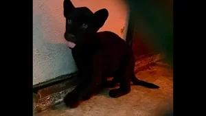 Zoológico de Chapultepec presentó a la nueva cria de jaguar
