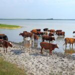 Impacto de la ganadería en el consumo de agua