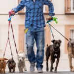 Sedema capacita a paseadores de perros