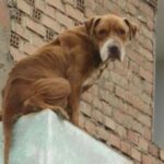 CDMX sancionará a quienes tengas a sus perros en la azotea