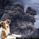 Cuida a tus mascotas de la ceniza volcánica